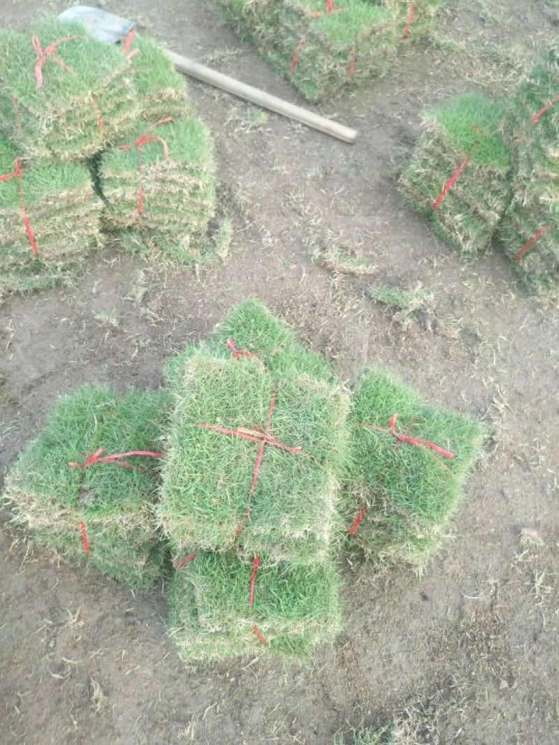 马尼拉草皮20*20