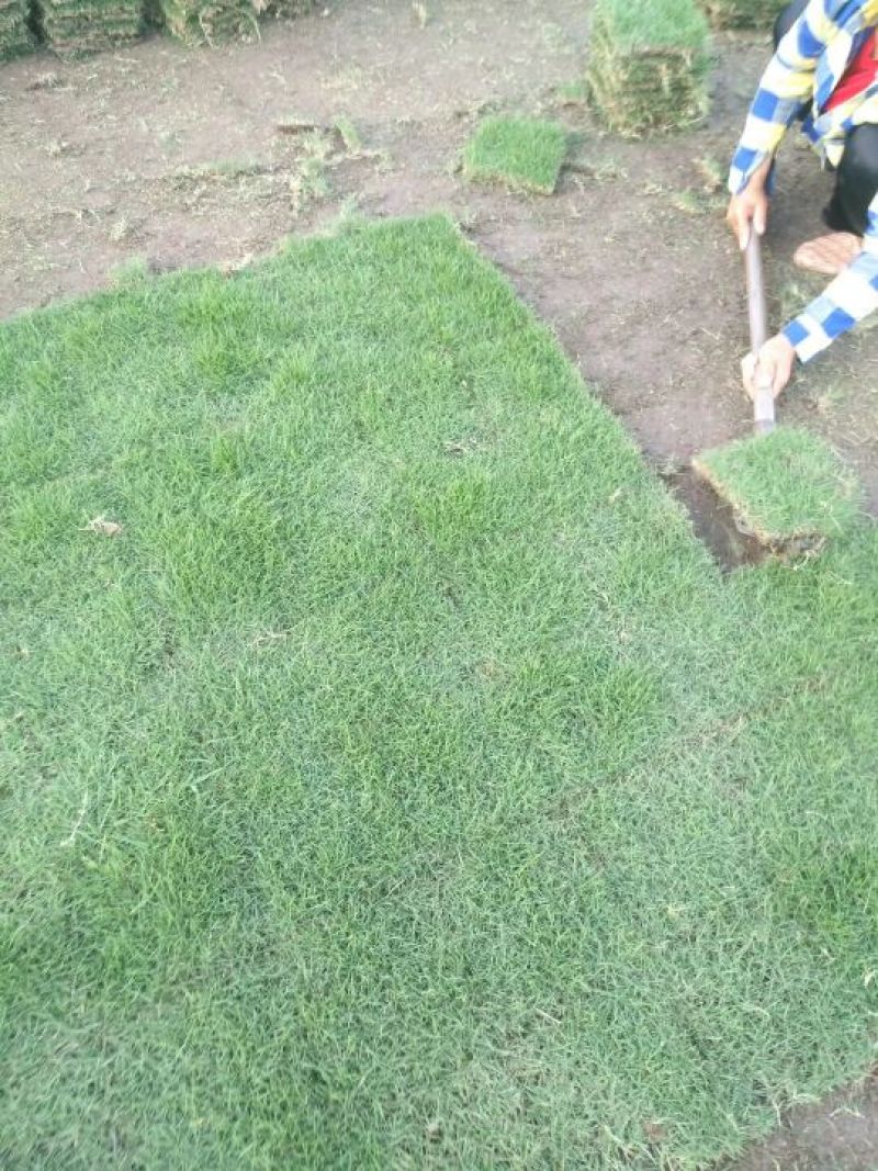 马尼拉草皮20*20