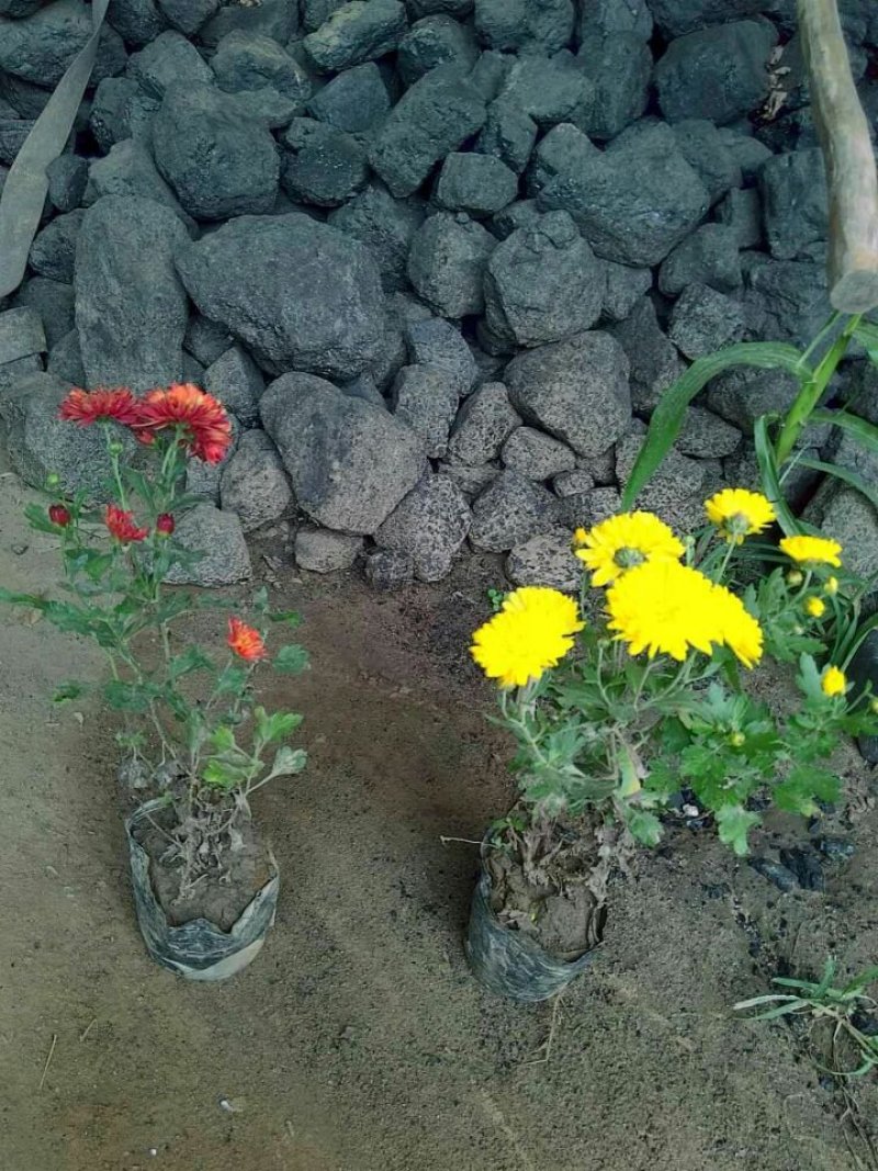 大量现货出售营养杯地被菊