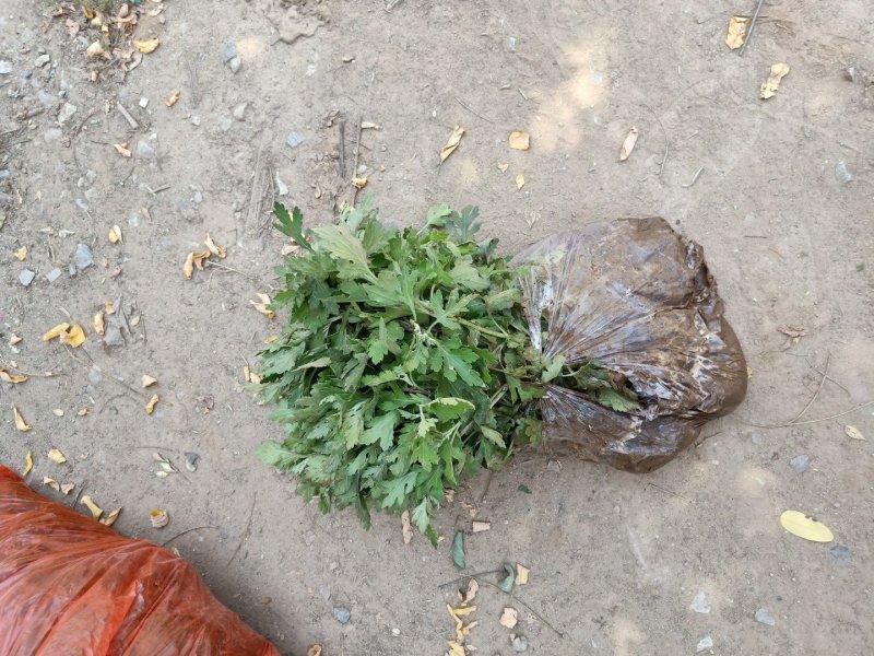 大量现货出售营养杯地被菊