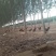 红公鸡