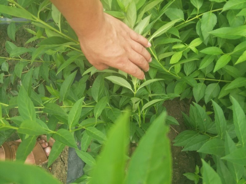 连翘黄老虎各种规格可实地考察看货