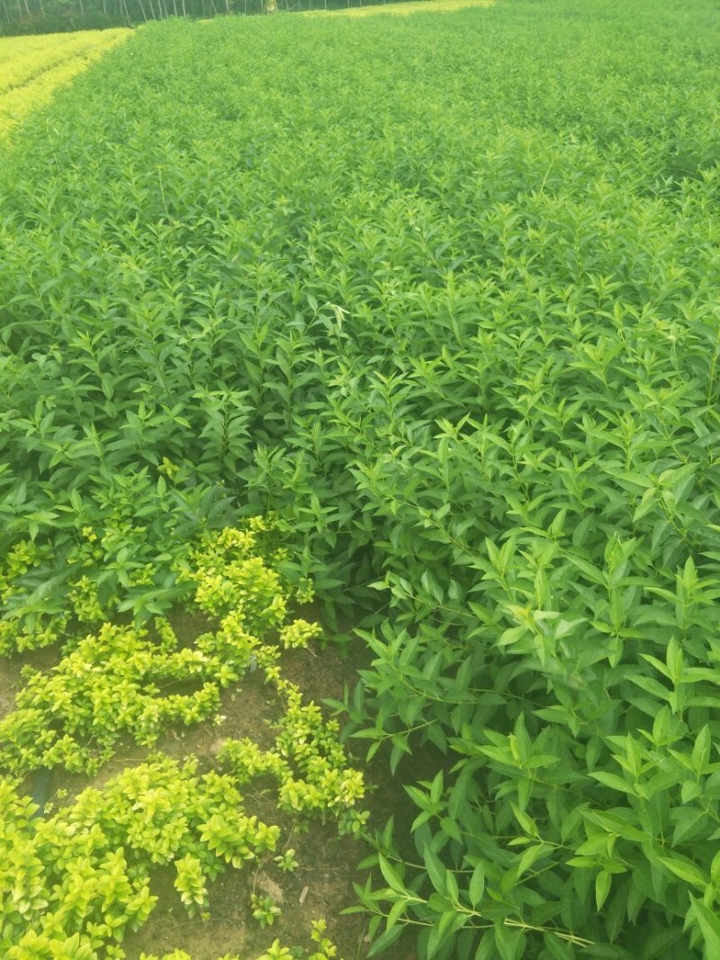 连翘黄老虎各种规格可实地考察看货