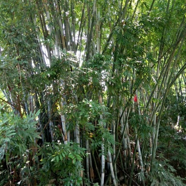 竹