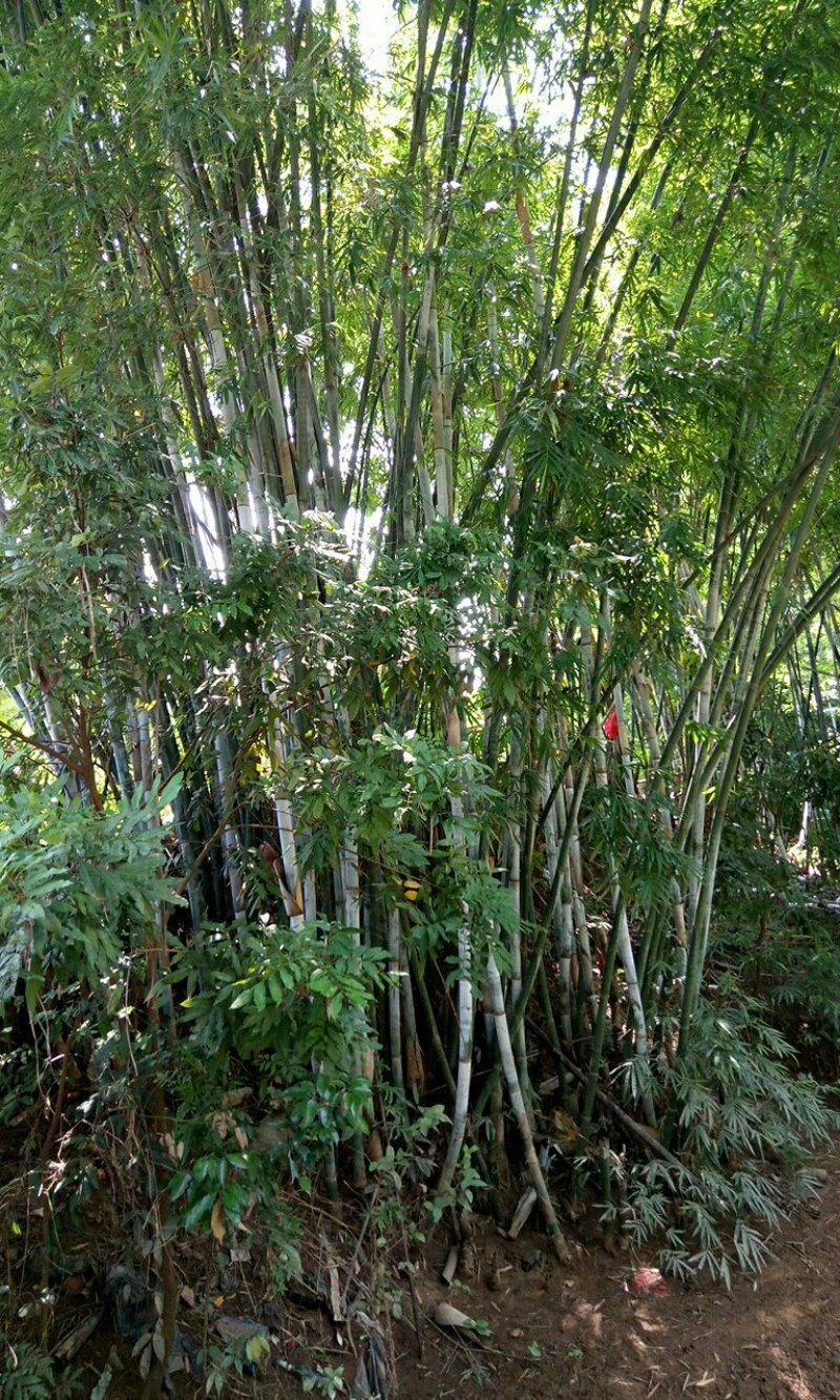 竹