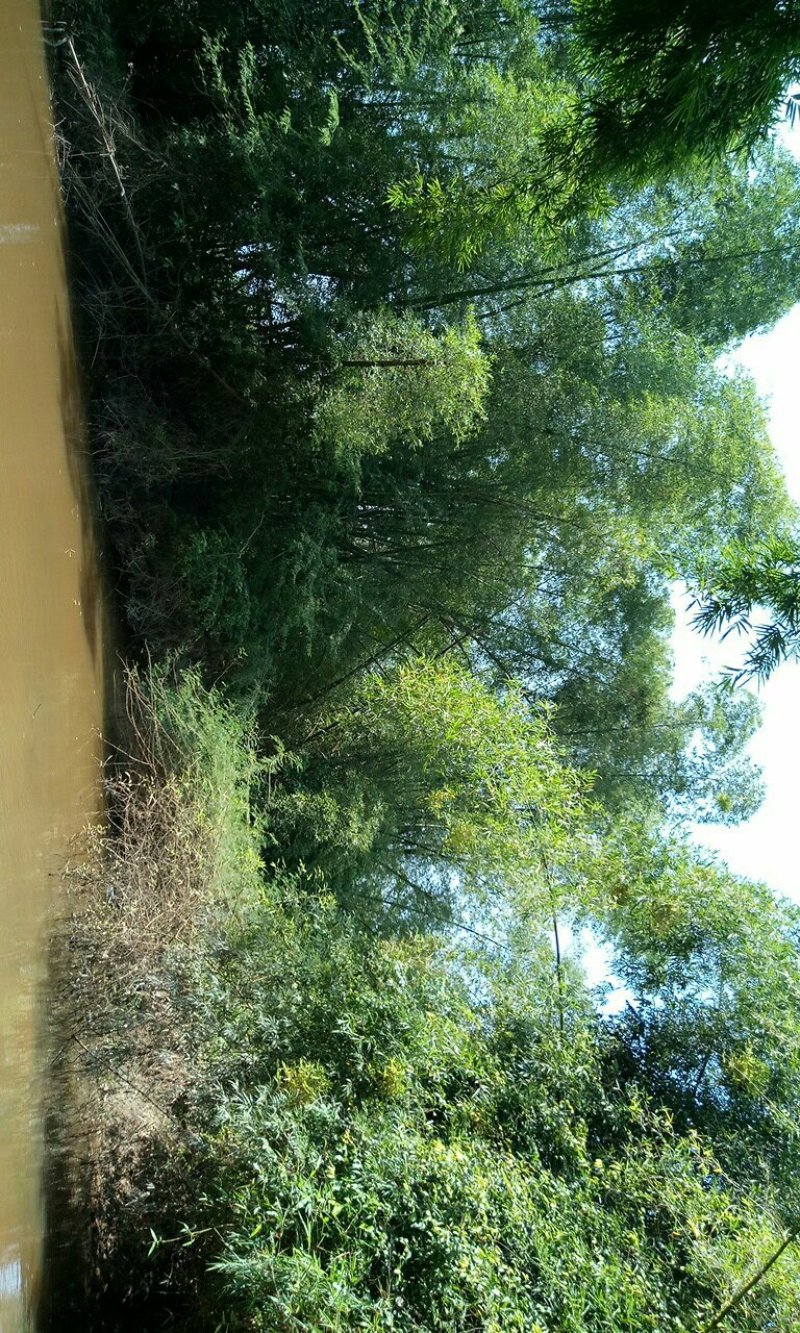 竹