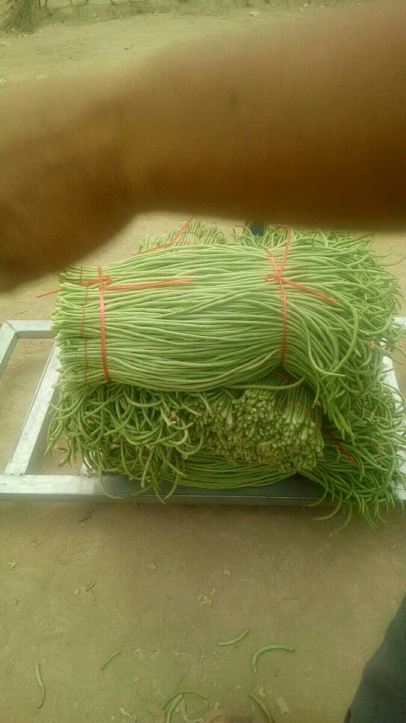 长豆角以大量上市如有需要的请于我联系