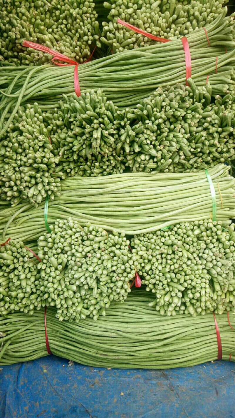 长豆角以大量上市如有需要的请于我联系