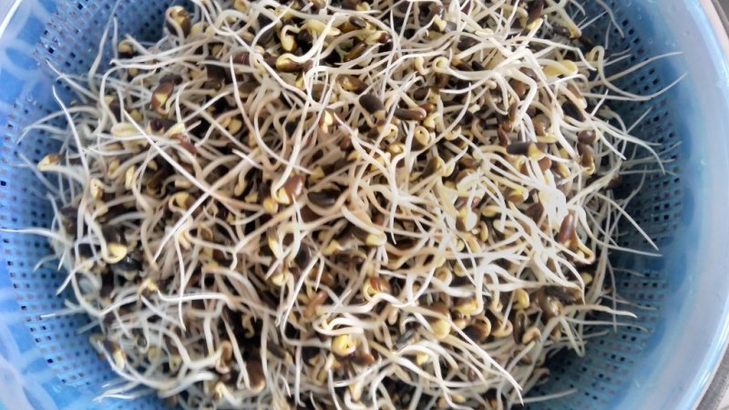 豆苗专用育苗盘