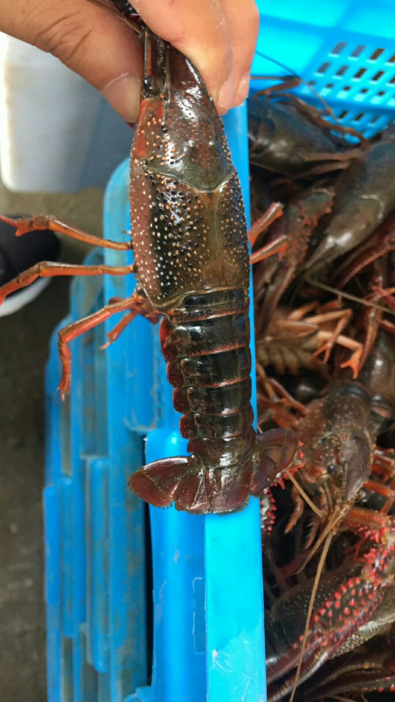 小龙虾藕塘套养5-7钱（25-35克）活虾