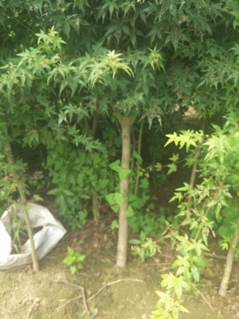 枫树鸡爪槭，3-10公分，干高80左右