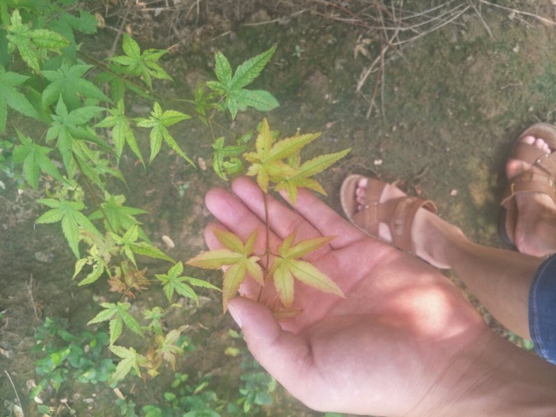 枫树鸡爪槭，3-10公分，干高80左右