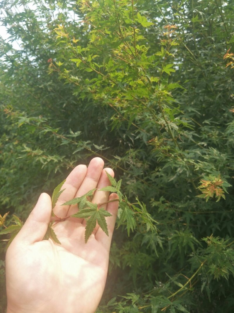 枫树鸡爪槭，3-10公分，干高80左右