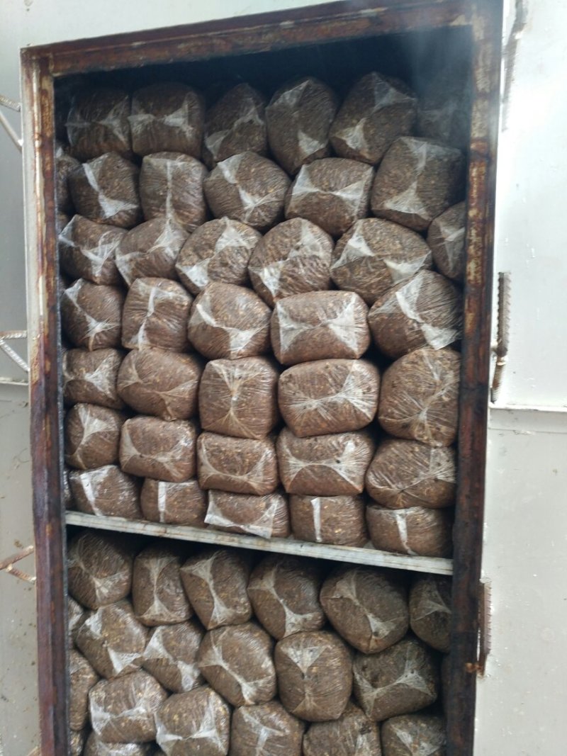 平菇菌棒，提前预定有优惠