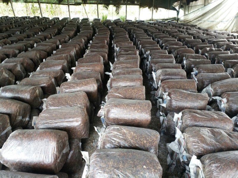 平菇菌棒，提前预定有优惠