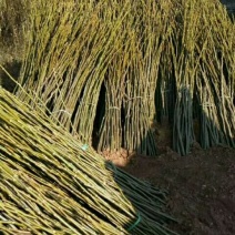 平顶山核桃苗，湖北新品种核桃苗