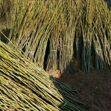 平顶山核桃苗，湖北新品种核桃苗