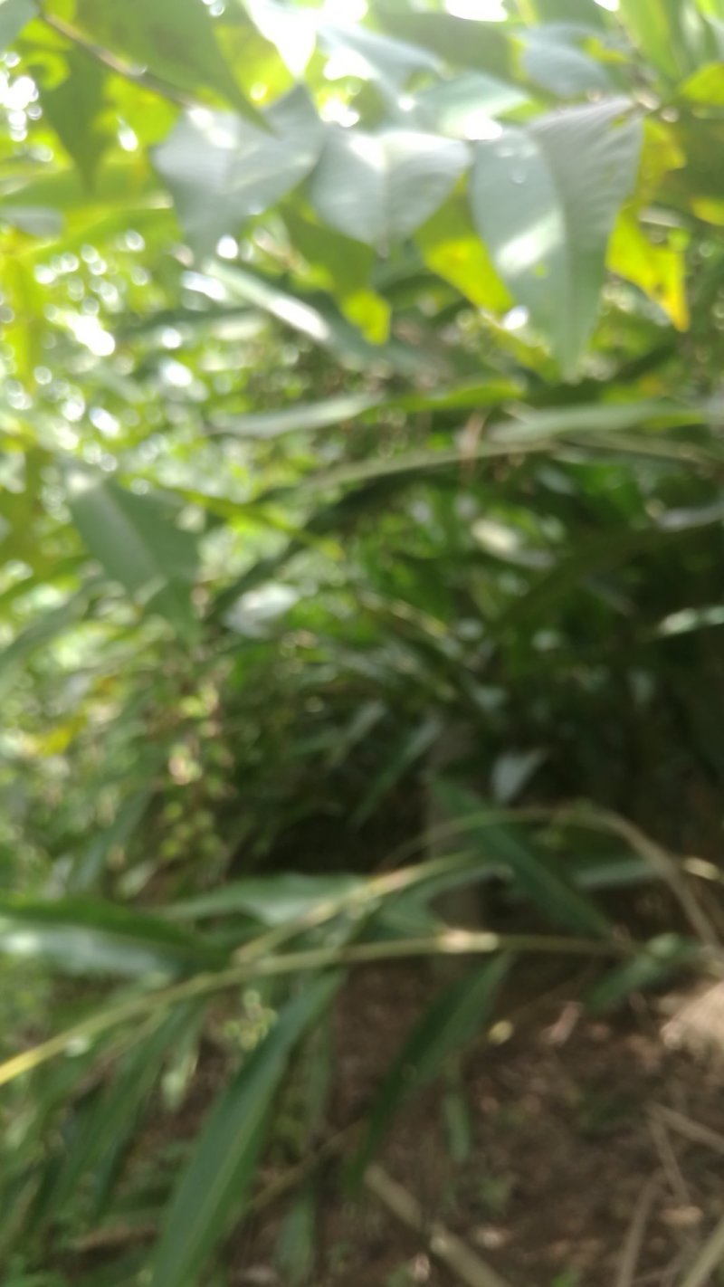 沙仁