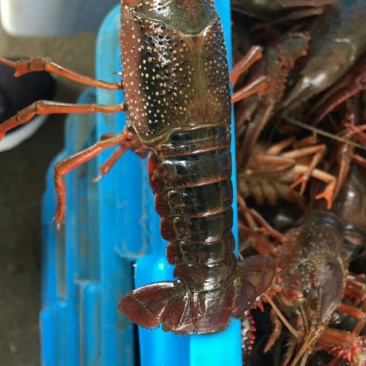 小龙虾藕塘套养7-9钱（35-45克）活虾