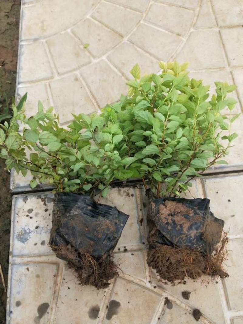 金焰绣线菊30~50cm