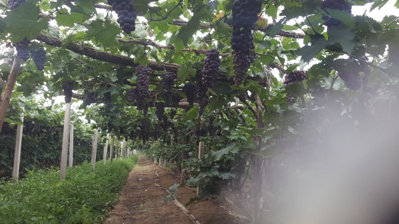 锦州巨峰葡萄合作社，巨峰，辽丰，郁金香，