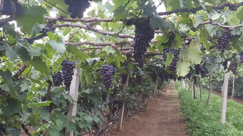 锦州巨峰葡萄合作社，巨峰，辽丰，郁金香，