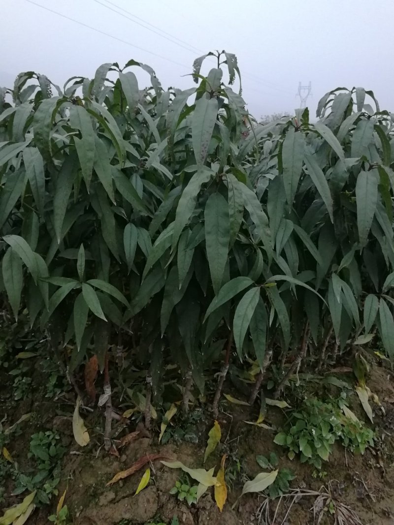 水蜜桃树苗30~50cm