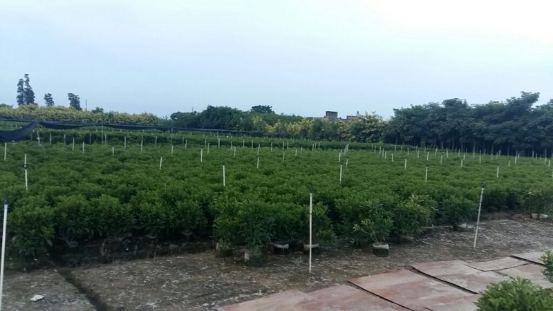 精品非洲茉莉广东茉莉，现挖现发易成活，提供技术可发全国