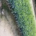 精品九里香苗，规格齐全，基地直销，先挖现发，提供种植技术