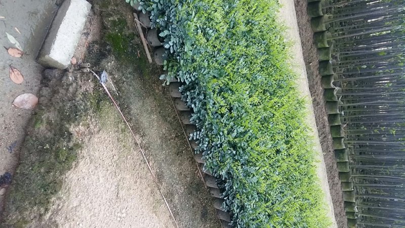 精品九里香苗，规格齐全，基地直销，先挖现发，提供种植技术