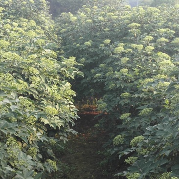 吴茱萸苗，江西中花，自产自销，品种纯正，果盘大