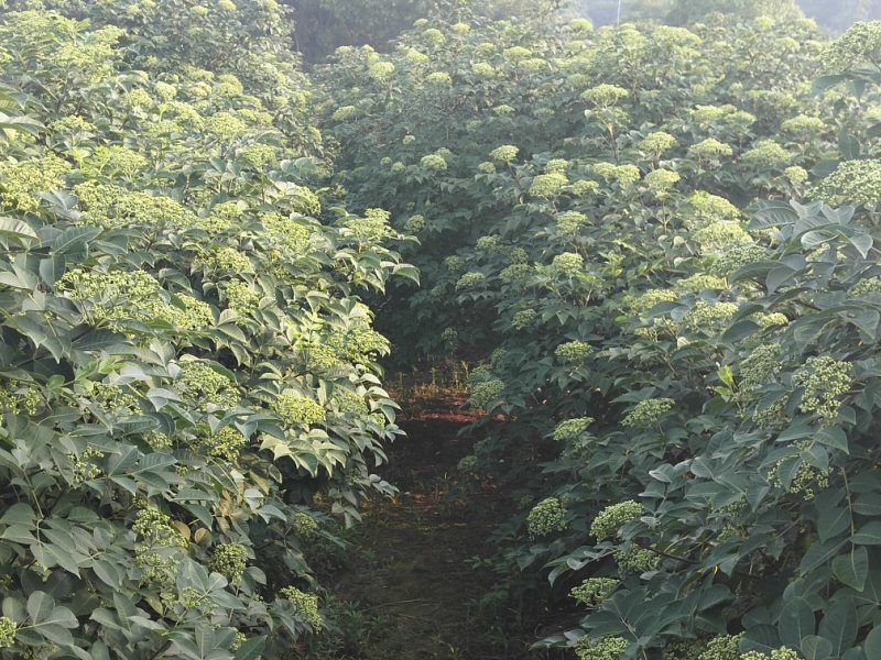 吴茱萸苗，江西中花，自产自销，品种纯正，果盘大