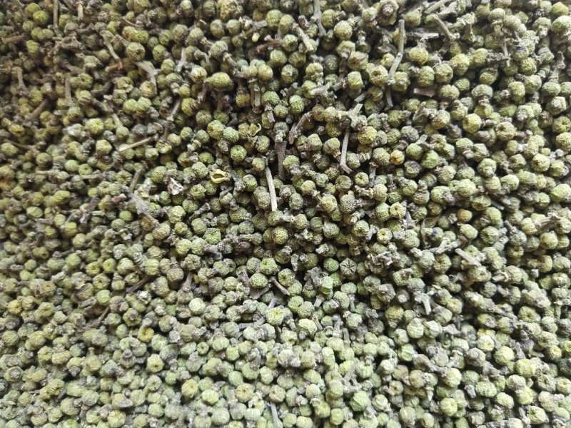吴茱萸苗，江西中花，自产自销，品种纯正，果盘大