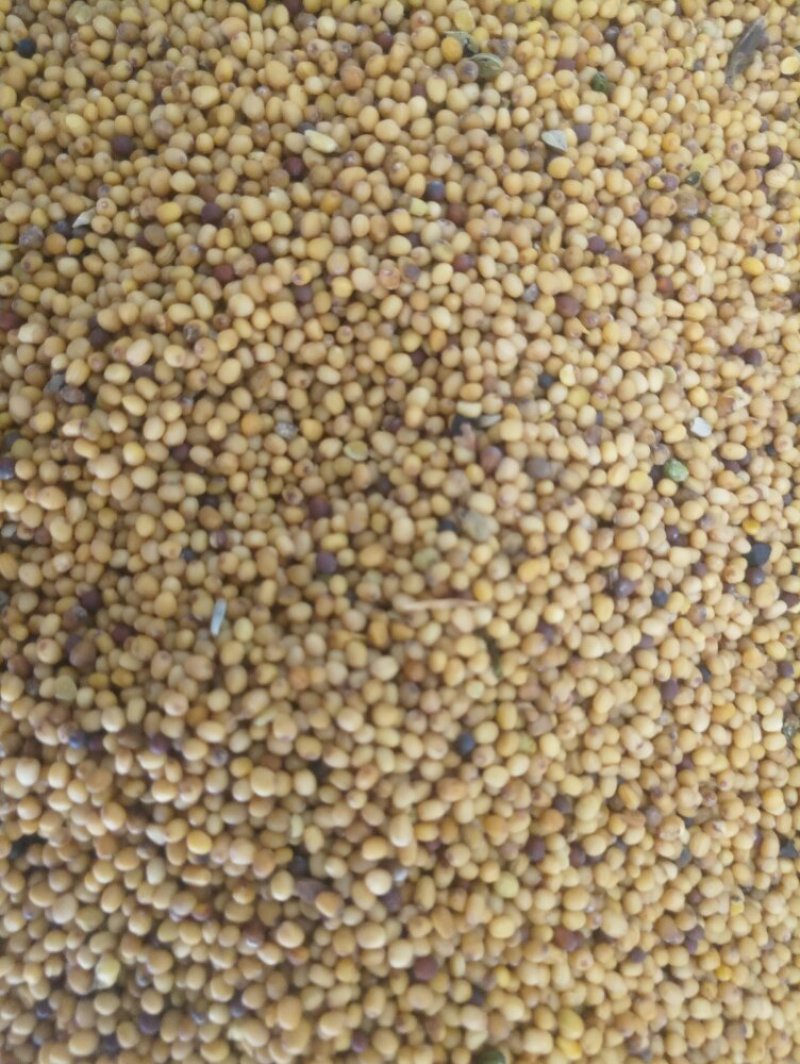 纯黄菜籽