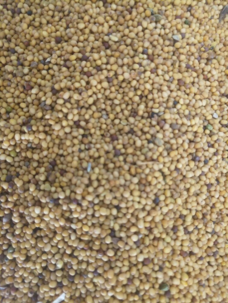 纯黄菜籽
