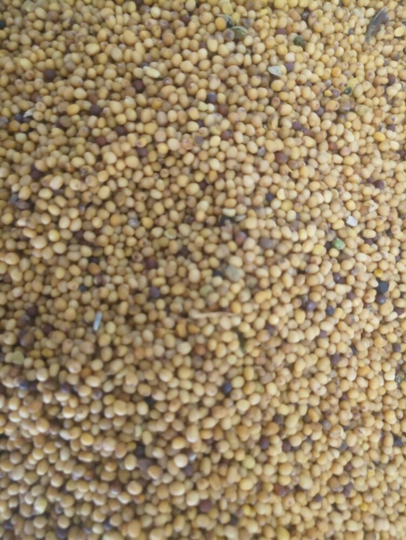 纯黄菜籽