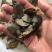 甲鱼苗中华鳖苗生态甲鱼苗野生甲鱼苗
