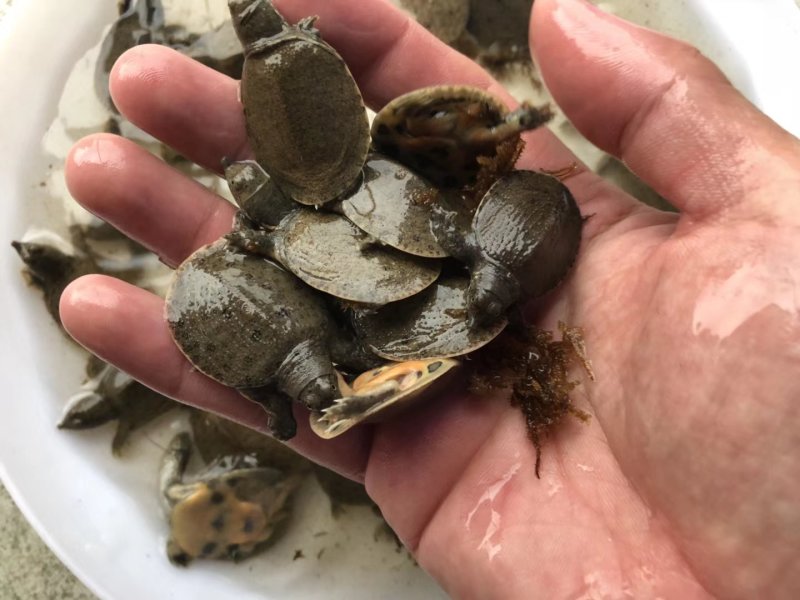 甲鱼苗中华鳖苗生态甲鱼苗野生甲鱼苗