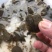 甲鱼苗中华鳖苗生态甲鱼苗野生甲鱼苗