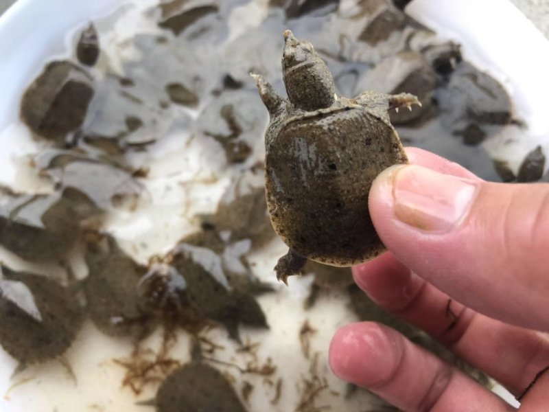 甲鱼苗中华鳖苗生态甲鱼苗野生甲鱼苗