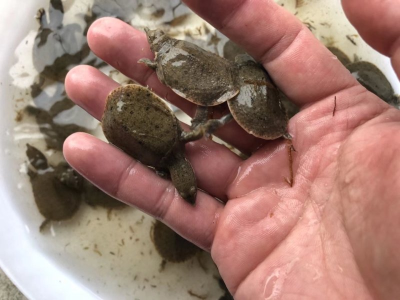 甲鱼苗中华鳖苗生态甲鱼苗野生甲鱼苗