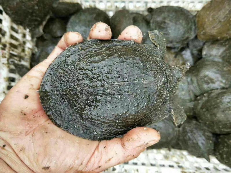 甲鱼苗中华鳖苗生态甲鱼苗野生甲鱼苗