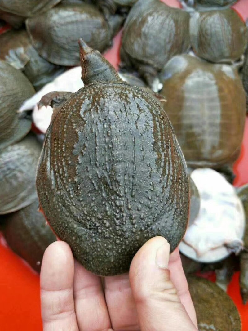 甲鱼苗中华鳖苗生态甲鱼苗野生甲鱼苗