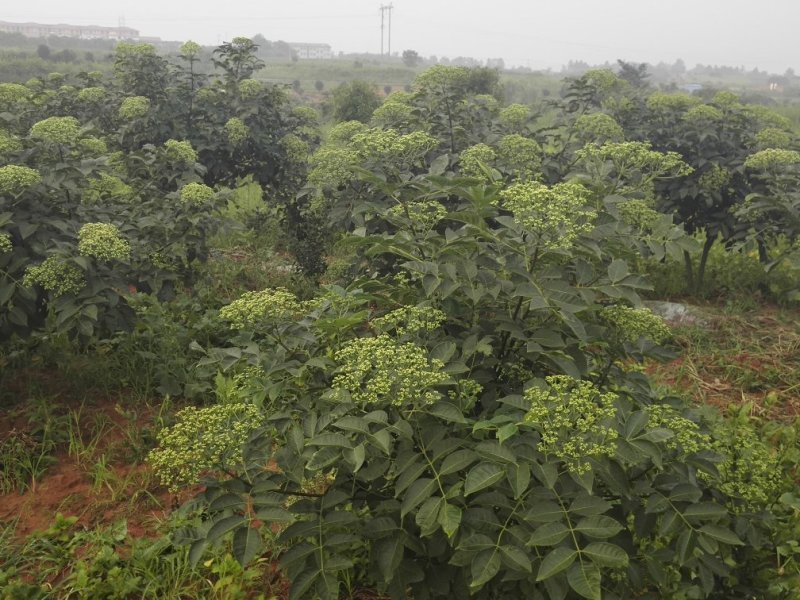 正宗江西中花高产吴茱萸苗，臭辣子苗，茶辣苗