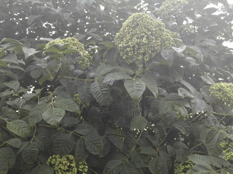 正宗江西中花高产吴茱萸苗，臭辣子苗，茶辣苗