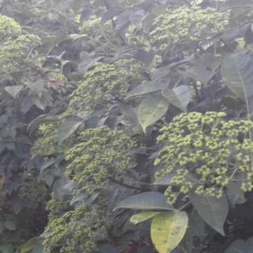 正宗江西中花高产吴茱萸苗，臭辣子苗，茶辣苗