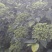 正宗江西中花高产吴茱萸苗，臭辣子苗，茶辣苗