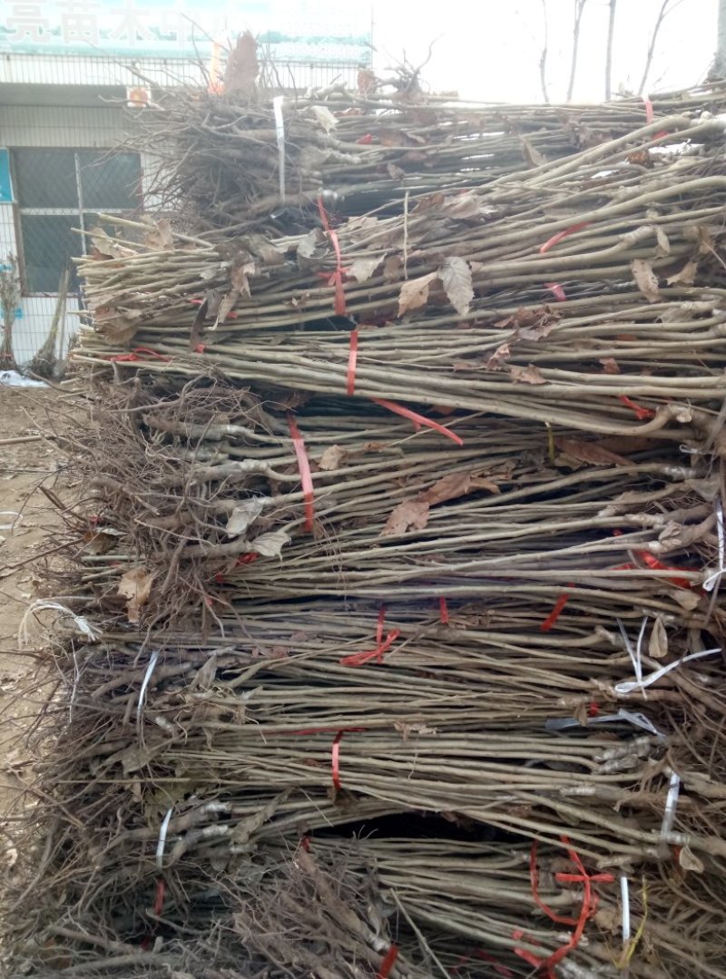 2公分泰山大红袍板栗苗1.5公分华光板栗苗华丰板栗树