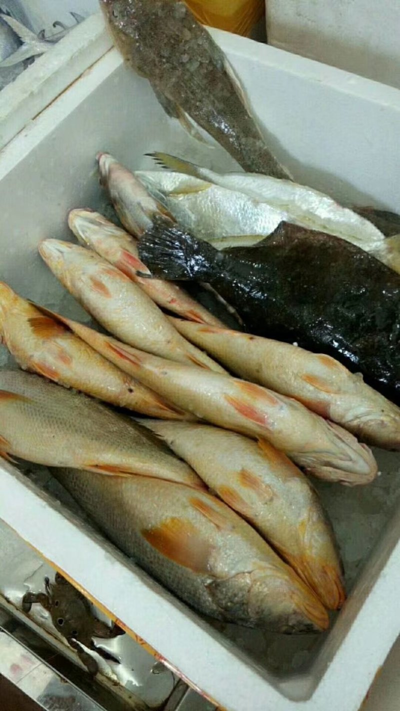 天然野生海钓鲈鱼，白昌鱼🐠海鳗鱼黄瓜鱼小杂海