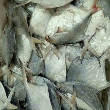 天然野生海钓鲈鱼，白昌鱼🐠海鳗鱼黄瓜鱼小杂海